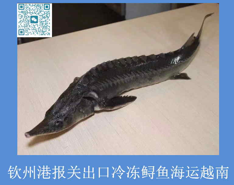 鱘魚出口越南報關.jpg