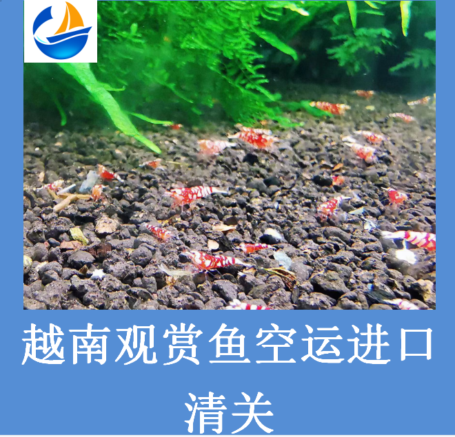 越南觀賞魚進口清關(guān).png