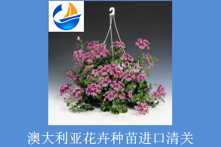 澳大利亞花卉進(jìn)口清關(guān).png