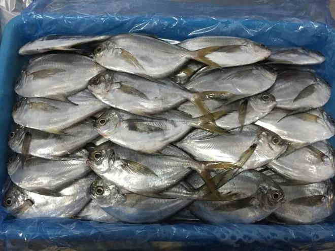 鯧魚進口清關.jpg